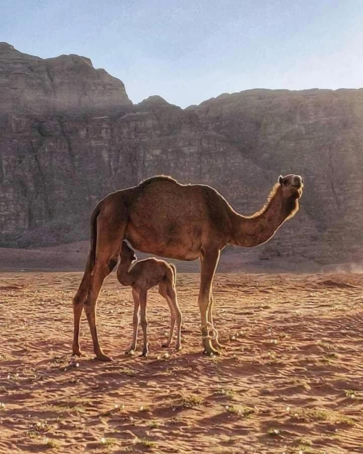 Wadi Rum Camp Екстериор снимка